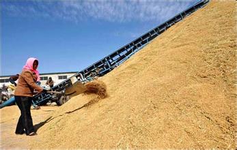 2014年小麦收购价格继续提高