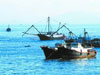 海洋渔业发展被纳入建设海洋强国战略