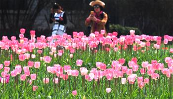 春日观赏郁金香