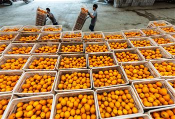 湖北秭归：春季脐橙助农增收