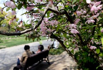 上海：春光明媚 海棠花开
