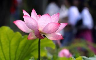 苏州拙政园荷花节开幕