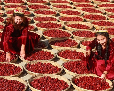 红枣丰产映日红