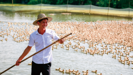 金黄满塘乐开怀