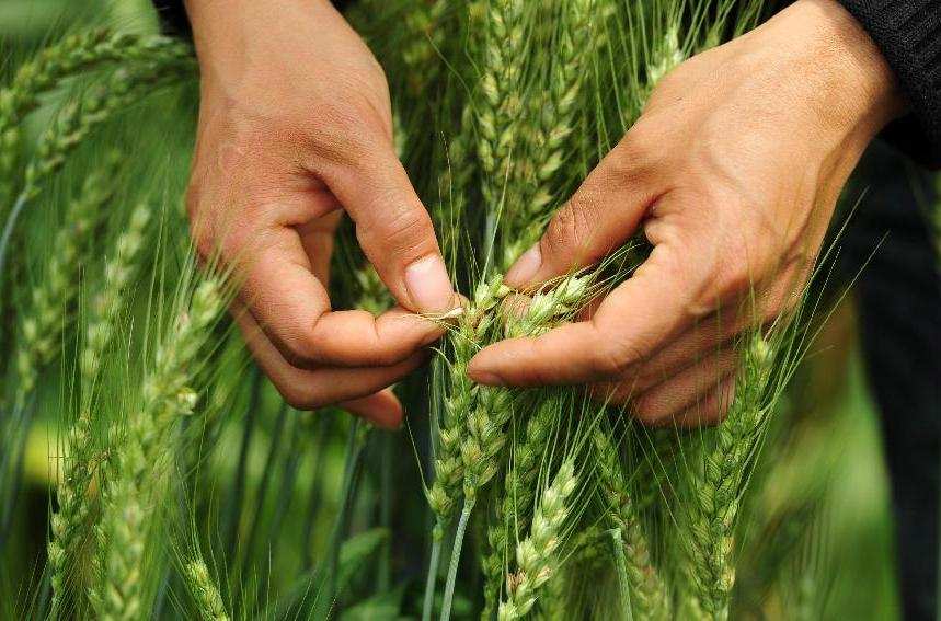 [图片故事]江西青年农民袁松松的超级水稻梦