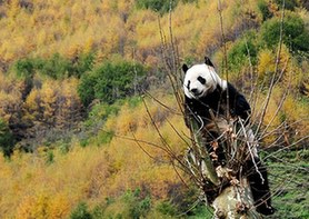 卧龙灾后重建完成 首批18只大熊猫回家