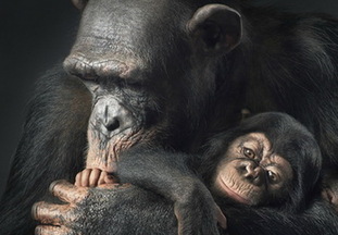 比人类更人类 Tim Flach奇妙的野兽肖像