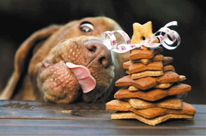 萌翻天！动物吃货欢乐多