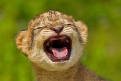 超萌憨态幼狮&ldquo;仰天长啸&rdquo;