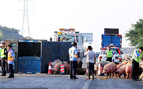 运猪车广澳高速爆胎侧翻 30多头生猪高速路上撒欢