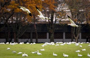 数千雪雁飞抵加拿大里士满市避寒