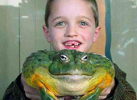 恐怖!全球外来生物入侵实录