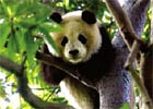 实拍熊猫基地震感强烈 胖熊猫树上摔下