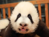 2013全球首对双胞胎熊猫宝宝诞生