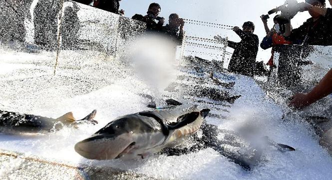 长江三峡放流3000尾大规格、高品质子二代中华鲟