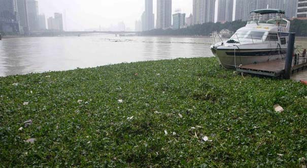 广东连日暴雨 水浮莲侵入珠江成灾