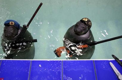 俄罗斯海豹扛枪庆二战胜利70周年