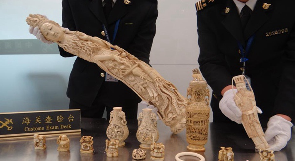 温州海关查获一起走私象牙 案值近40万元