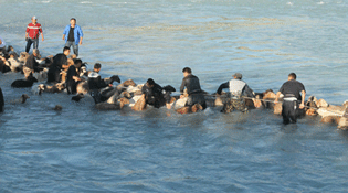 新疆伊犁民警急流中救人不幸犧牲(組圖)