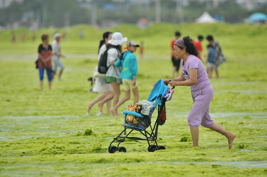 青岛石老人海水浴场遭浒苔侵袭