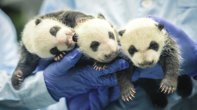 &ldquo;萌宝&rdquo;大熊猫和它们的保姆们