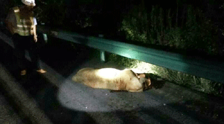 安徽宿州：高速服务区出现狮子 警察开枪击毙