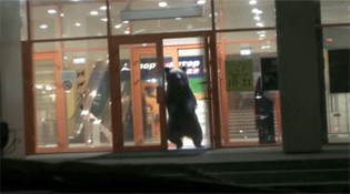 棕熊&ldquo;逛&rdquo;商场被击毙