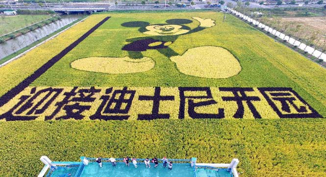 &ldquo;米老鼠&rdquo;稻田画迎接迪士尼落户上海