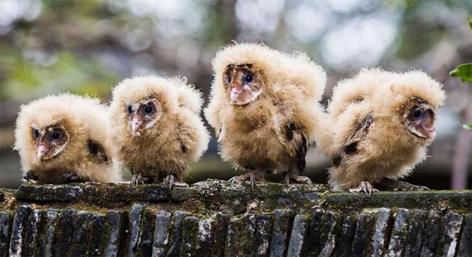 村民撿到五只猴面鷹 係國家二級保護動物