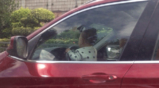 网曝一岁娃娃&ldquo;开&rdquo;宝马上路 深圳交警：立即调查