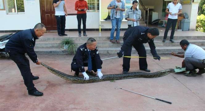修公路现100岁蟒蛇 民警救助放归自然