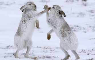 兔子也会“比武招亲” ！雪地恶战酷似拳击赛