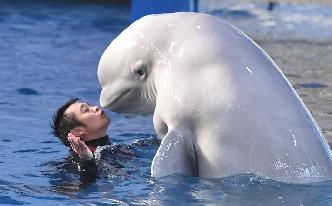 90后&rdquo;小伙与他的白鲸宠物