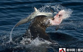 看看谁厉害！图片直击海狮大战长尾鲨