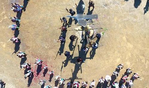 苗胞起舞闹新春