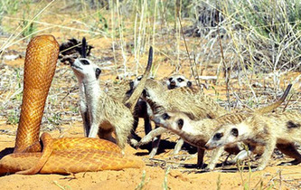 看摄影师如何近距离拍摄野生动物