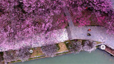 踏春赏梅正当时