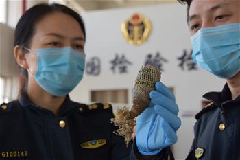 陕西截获国际一级濒危物种“白斜子”