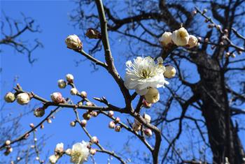 北京：明城墙下梅花香