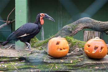 动物园里迎接万圣节