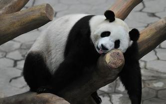 沈陽大熊貓住進空調房清涼度夏