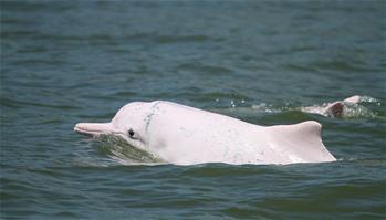 粵港澳籌建中華白海豚保護聯盟