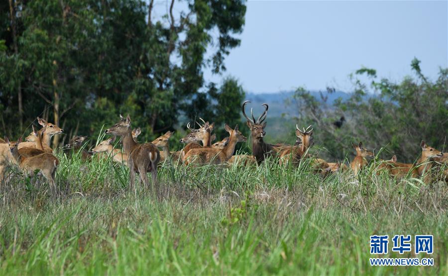 （新华全媒头条&middot;图文互动）（12）打造引领新时代对外开放的鲜明旗帜和重要开放门户&mdash;&mdash;聚焦《海南自由贸易港建设总体方案》