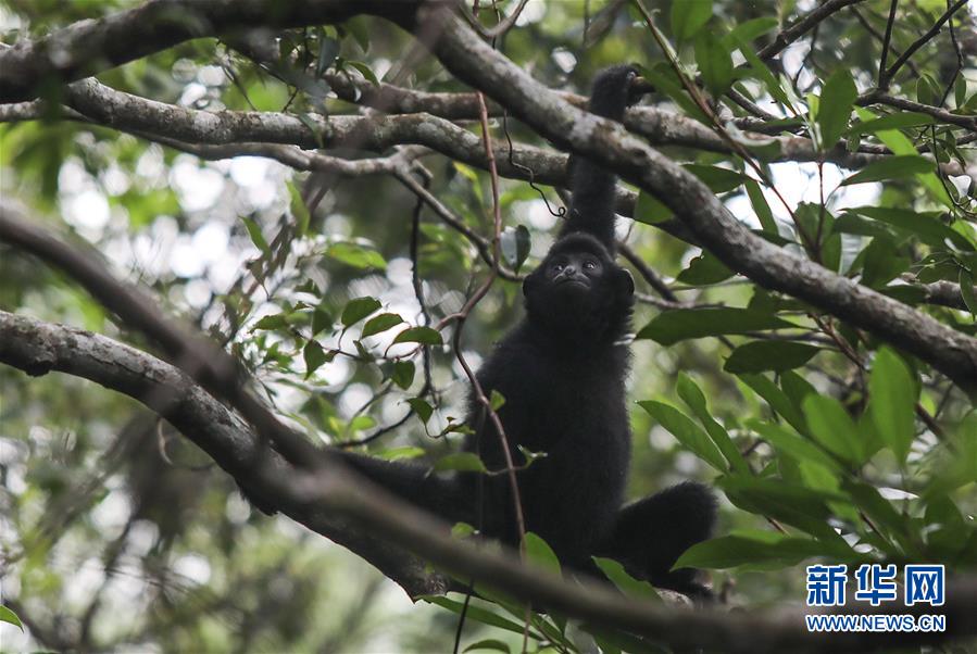 （新华全媒头条&middot;图文互动）（14）打造引领新时代对外开放的鲜明旗帜和重要开放门户&mdash;&mdash;聚焦《海南自由贸易港建设总体方案》