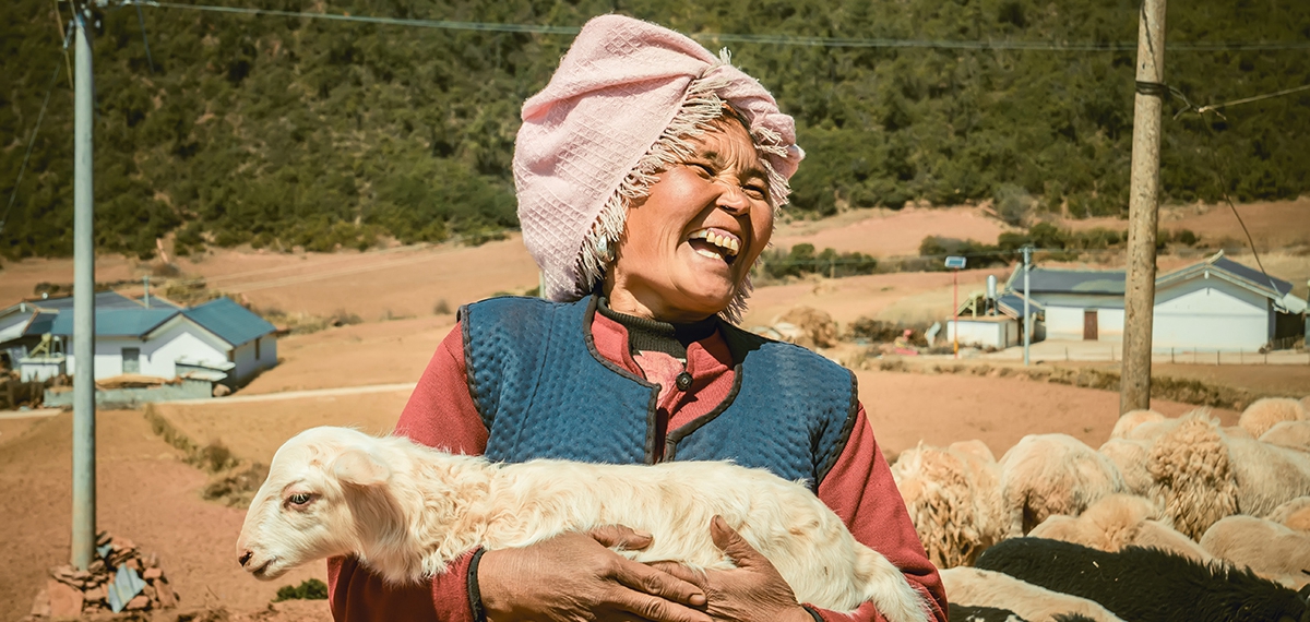 四川昭覺縣團結村羊養殖合作社獲得豐收