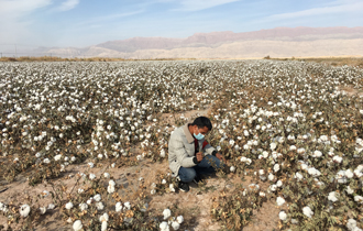 华能新疆公司：&ldquo;石榴苗圃&rdquo;唱响幸福的阿娜尔之歌