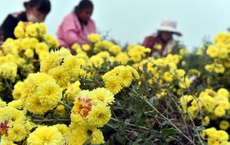 河南溫縣：懷菊黃 採摘忙