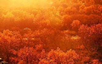 新疆克拉瑪依金秋胡楊&ldquo;醉&rdquo;遊人