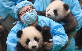 成都：23只熊猫宝宝贺新春