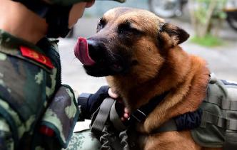 官兵與警犬每天巡邏5萬步 兵哥為汪星人按摩